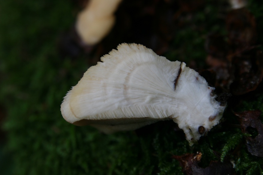 fungo su ceppo, dalla foresta nera